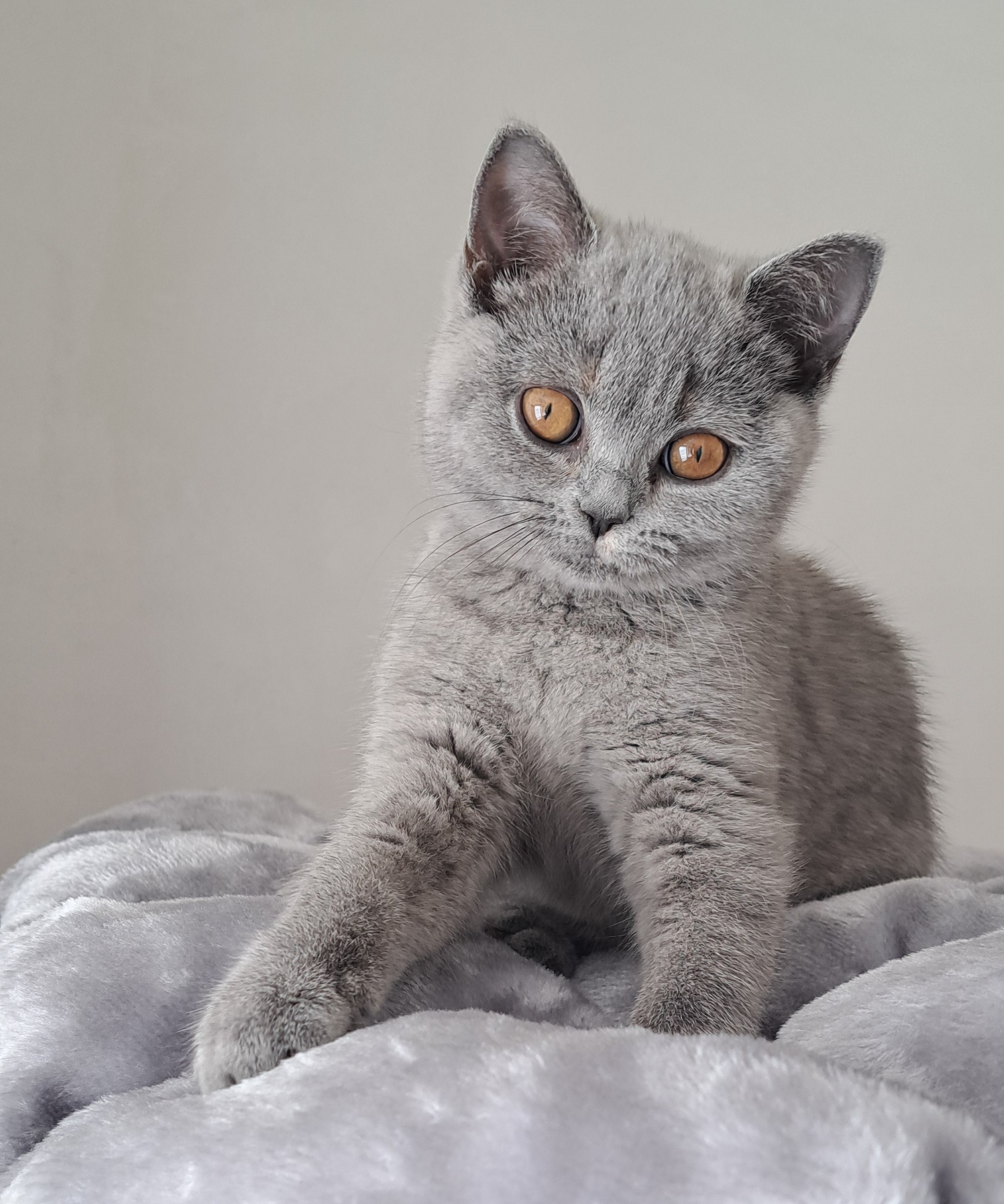 Cattery Solo Amore - Dolce 1