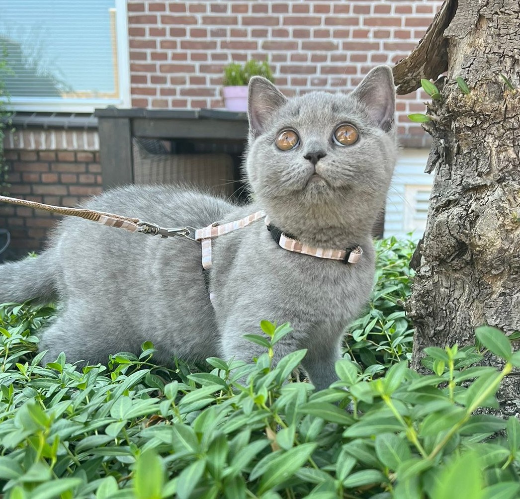 Cattery Solo Amore - Dolce 3
