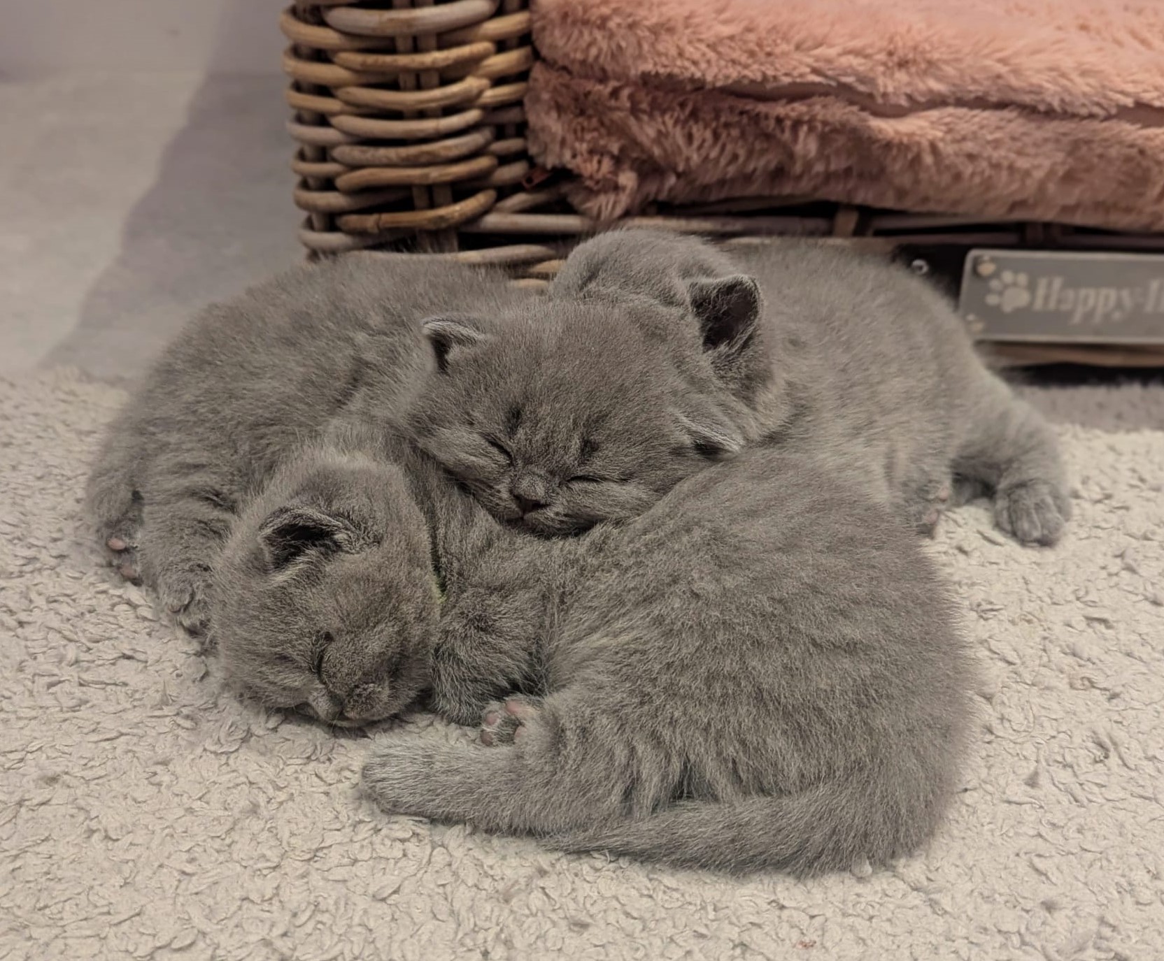 Dolce kitten pagina